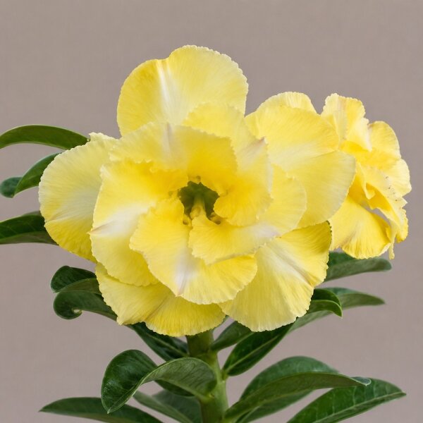 Adenium obesum Alonza gepfr.