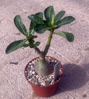 Adenium obesum Alonza gepfr.