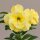 Adenium obesum Alonza gepfr.