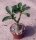 Adenium obesum Alonza gepfr.