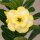 Adenium obesum Vellora gepfr.