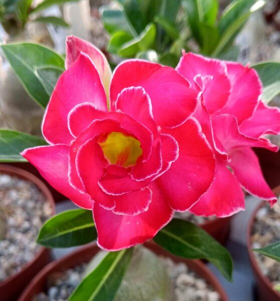 Adenium obesum Crimson Crown gepfr.