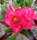 Adenium obesum Crimson Crown gepfr.