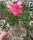 Adenium obesum Crimson Crown gepfr.