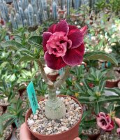 Adenium obesum Sirika gepfr.
