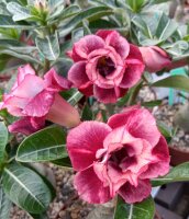 Adenium obesum Sirika gepfr.