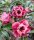 Adenium obesum Sirika gepfr.