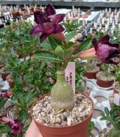 Adenium obesum Purple Royal gepfr.