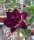 Adenium obesum Purple Royal gepfr.