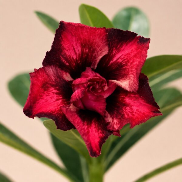 Adenium obesum Jhwala gepfr.
