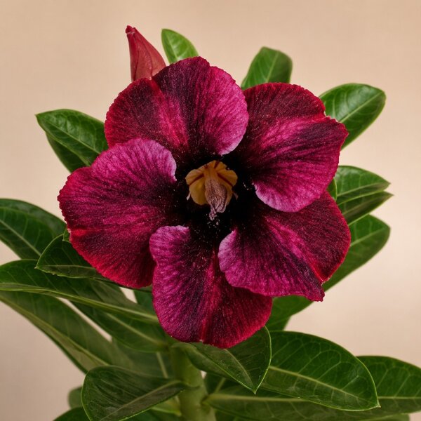 Adenium obesum Volaris gepfr.
