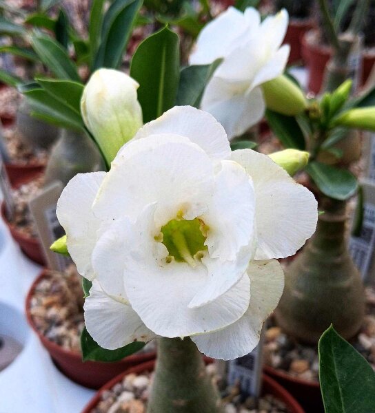 Adenium obesum Snow Drift gepfr.