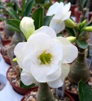 Adenium obesum Snow Drift gepfr.
