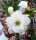 Adenium obesum Snow Drift gepfr.