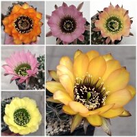Lobivia jajoiana Hybr. - Mix