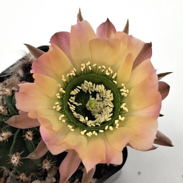 Lobivia jajoiana Hybr. - Bl&uuml;te: gelb rosa mit gr&uuml;nem Schlund