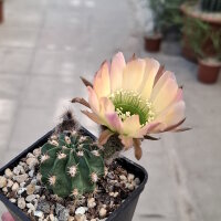 Lobivia jajoiana Hybr. - Bl&uuml;te: gelb rosa mit gr&uuml;nem Schlund