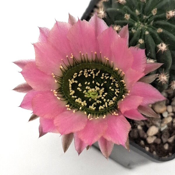 Lobivia jajoiana Hybr. - Bl&uuml;te: rosa mit gr&uuml;nem Schlund