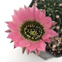 Lobivia jajoiana Hybr. - Bl&uuml;te: rosa mit gr&uuml;nem...