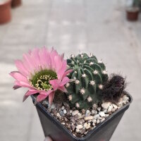 Lobivia jajoiana Hybr. - Bl&uuml;te: rosa mit gr&uuml;nem...