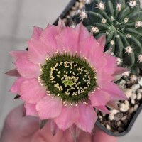 Lobivia jajoiana Hybr. - Bl&uuml;te: rosa mit gr&uuml;nem Schlund