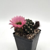 Lobivia jajoiana Hybr. - Bl&uuml;te: rosa mit gr&uuml;nem Schlund