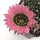 Lobivia jajoiana Hybr. - Bl&uuml;te: rosa mit gr&uuml;nem Schlund