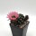 Lobivia jajoiana Hybr. - Bl&uuml;te: rosa mit gr&uuml;nem Schlund