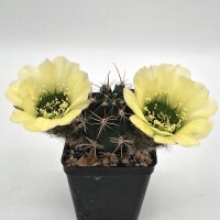 Lobivia jajoiana Hybr. - Bl&uuml;te gelb mit gr&uuml;nem...