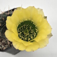 Lobivia jajoiana Hybr. - Bl&uuml;te gelb mit gr&uuml;nem...