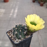 Lobivia jajoiana Hybr. - Bl&uuml;te gelb mit gr&uuml;nem Schlund