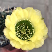 Lobivia jajoiana Hybr. - Bl&uuml;te gelb mit gr&uuml;nem Schlund