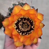 Lobivia jajoiana Hybr. - Bl&uuml;te orange mit magenta...