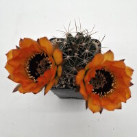 Lobivia jajoiana Hybr. - Bl&uuml;te orange mit magenta...