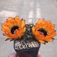 Lobivia jajoiana Hybr. - Bl&uuml;te orange mit magenta Schlund