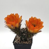 Lobivia jajoiana Hybr. - Bl&uuml;te orange mit magenta Schlund