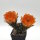 Lobivia jajoiana Hybr. - Bl&uuml;te orange mit magenta Schlund
