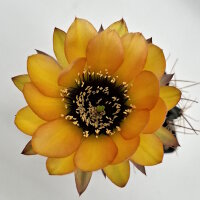Lobivia jajoiana Hybr. - Bl&uuml;te gelb orange mit...