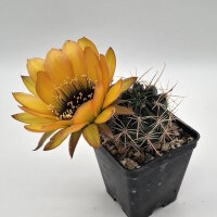 Lobivia jajoiana Hybr. - Bl&uuml;te gelb orange mit magenta Schlund