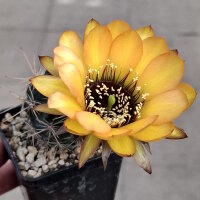 Lobivia jajoiana Hybr. - Bl&uuml;te gelb orange mit magenta Schlund
