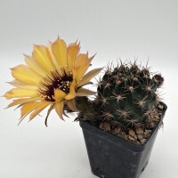 Lobivia jajoiana Hybr. - Bl&uuml;te gelb orange mit magenta Schlund