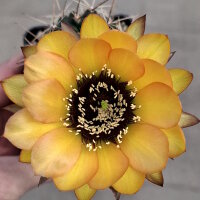 Lobivia jajoiana Hybr. - Bl&uuml;te gelb orange mit magenta Schlund