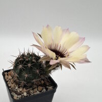 Lobivia jajoiana Hybr. - Bl&uuml;te hellgelb mit zartrosa...