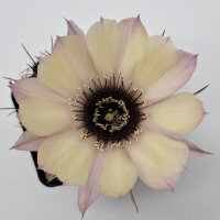 Lobivia jajoiana Hybr. - Bl&uuml;te hellgelb mit zartrosa Umrandung und magenta Schlund