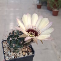 Lobivia jajoiana Hybr. - Bl&uuml;te hellgelb mit zartrosa Umrandung und magenta Schlund