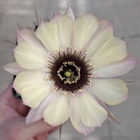 Lobivia jajoiana Hybr. - Bl&uuml;te hellgelb mit zartrosa Umrandung und magenta Schlund