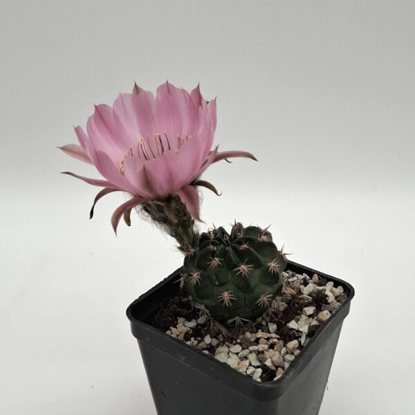 Lobivia jajoiana Hybr. - Bl&uuml;te rosa mit magenta Schlund