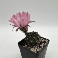 Lobivia jajoiana Hybr. - Bl&uuml;te rosa mit magenta Schlund