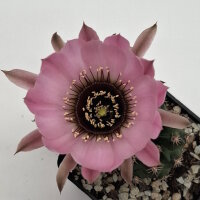 Lobivia jajoiana Hybr. - Bl&uuml;te rosa mit magenta Schlund