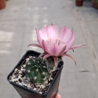 Lobivia jajoiana Hybr. - Bl&uuml;te rosa mit magenta Schlund